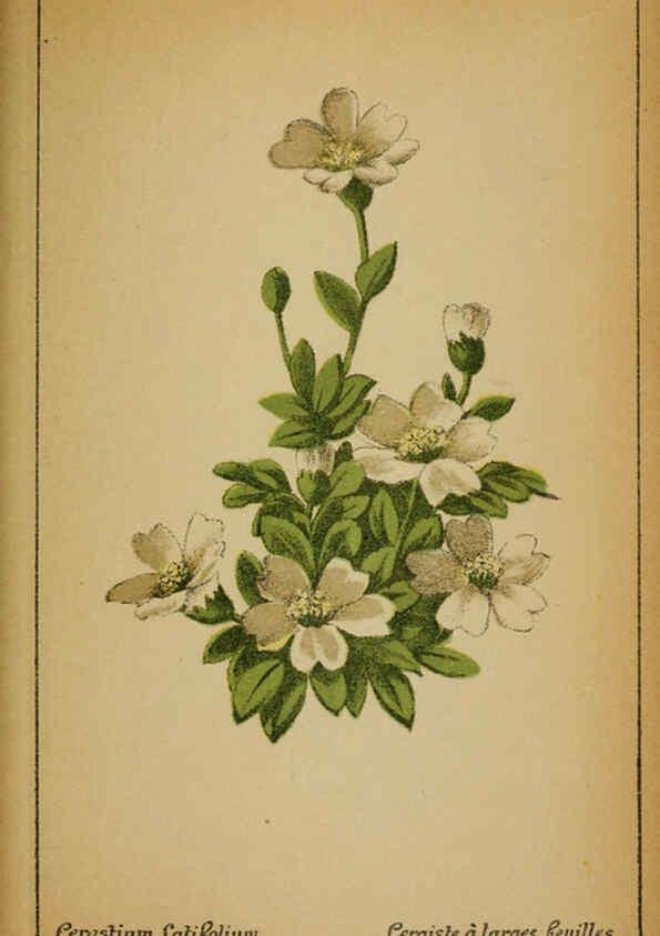 Reproducción/Reproduction 6032218654: Choix de plantes de l'Europe centrale et particulièrement de la Suisse et de la Savoie Genève,F. Richard,1878