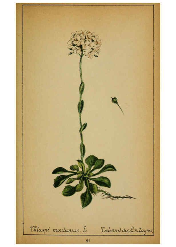 Reproducción/Reproduction 6031657611: Choix de plantes de l'Europe centrale et particulièrement de la Suisse et de la Savoie Genève,F. Richard,1878