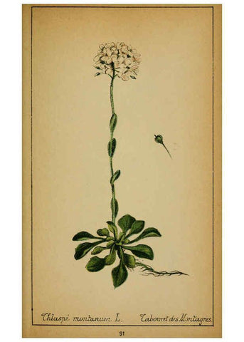 Reproducción/Reproduction 6031657611: Choix de plantes de l'Europe centrale et particulièrement de la Suisse et de la Savoie Genève,F. Richard,1878
