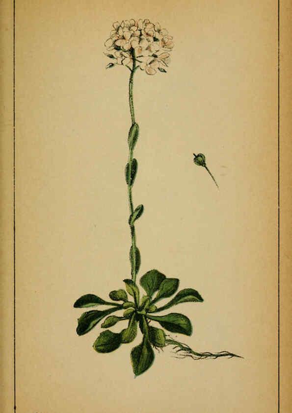 Reproducción/Reproduction 6031657611: Choix de plantes de l'Europe centrale et particulièrement de la Suisse et de la Savoie Genève,F. Richard,1878