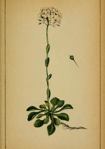 Reproducción/Reproduction 6031657611: Choix de plantes de l'Europe centrale et particulièrement de la Suisse et de la Savoie Genève,F. Richard,1878