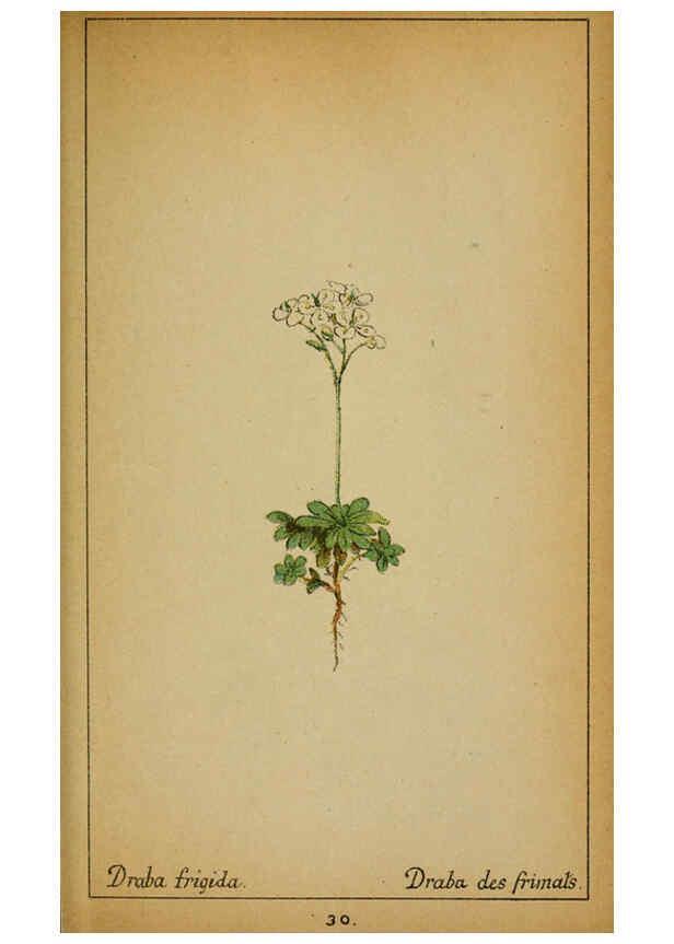 Reproducción/Reproduction 6031657393: Choix de plantes de l'Europe centrale et particulièrement de la Suisse et de la Savoie Genève,F. Richard,1878