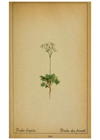 Reproducción/Reproduction 6031657393: Choix de plantes de l'Europe centrale et particulièrement de la Suisse et de la Savoie Genève,F. Richard,1878