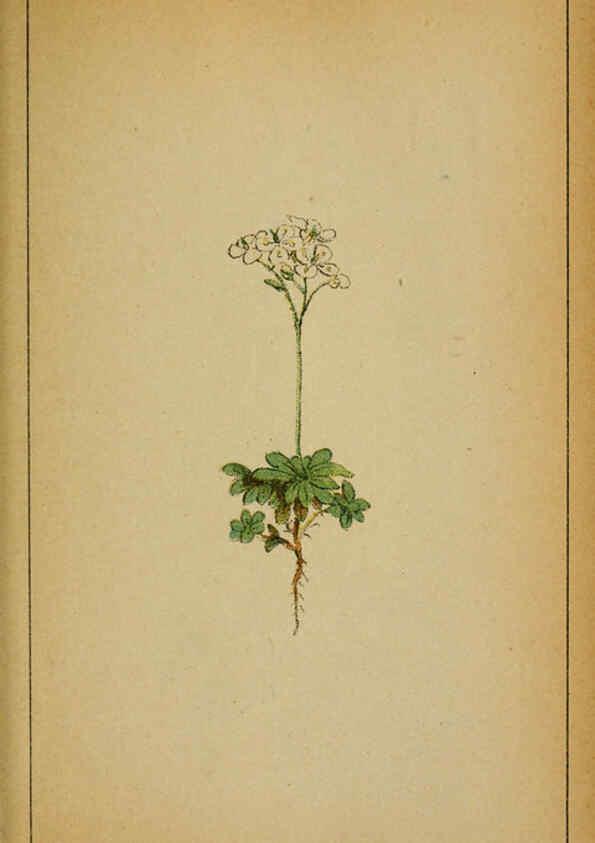 Reproducción/Reproduction 6031657393: Choix de plantes de l'Europe centrale et particulièrement de la Suisse et de la Savoie Genève,F. Richard,1878