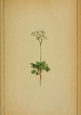 Reproducción/Reproduction 6031657393: Choix de plantes de l'Europe centrale et particulièrement de la Suisse et de la Savoie Genève,F. Richard,1878
