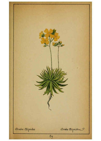 Reproducción/Reproduction 6031657243: Choix de plantes de l'Europe centrale et particulièrement de la Suisse et de la Savoie Genève,F. Richard,1878