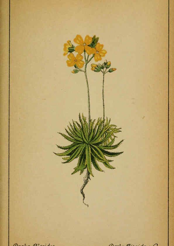 Reproducción/Reproduction 6031657243: Choix de plantes de l'Europe centrale et particulièrement de la Suisse et de la Savoie Genève,F. Richard,1878