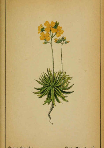 Reproducción/Reproduction 6031657243: Choix de plantes de l'Europe centrale et particulièrement de la Suisse et de la Savoie Genève,F. Richard,1878