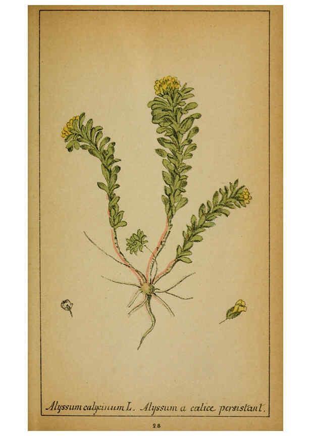 Reproducción/Reproduction 6031657023: Choix de plantes de l'Europe centrale et particulièrement de la Suisse et de la Savoie Genève,F. Richard,1878