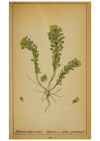 Reproducción/Reproduction 6031657023: Choix de plantes de l'Europe centrale et particulièrement de la Suisse et de la Savoie Genève,F. Richard,1878