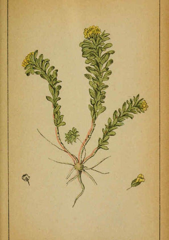 Reproducción/Reproduction 6031657023: Choix de plantes de l'Europe centrale et particulièrement de la Suisse et de la Savoie Genève,F. Richard,1878