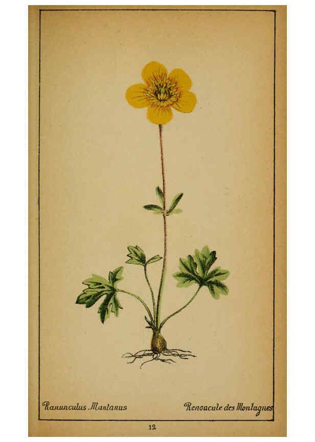 Reproducción/Reproduction 6032211644: Choix de plantes de l'Europe centrale et particulièrement de la Suisse et de la Savoie Genève,F. Richard,1878