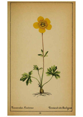 Reproducción/Reproduction 6032211644: Choix de plantes de l'Europe centrale et particulièrement de la Suisse et de la Savoie Genève,F. Richard,1878