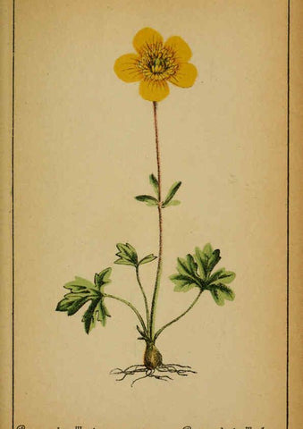 Reproducción/Reproduction 6032211644: Choix de plantes de l'Europe centrale et particulièrement de la Suisse et de la Savoie Genève,F. Richard,1878