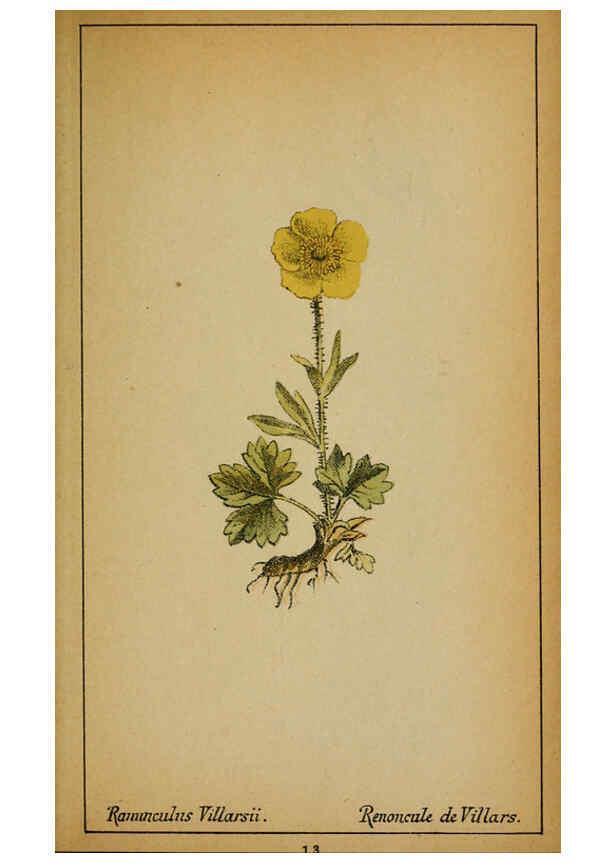 Reproducción/Reproduction 6032211902: Choix de plantes de l'Europe centrale et particulièrement de la Suisse et de la Savoie Genève,F. Richard,1878