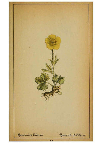 Reproducción/Reproduction 6032211902: Choix de plantes de l'Europe centrale et particulièrement de la Suisse et de la Savoie Genève,F. Richard,1878
