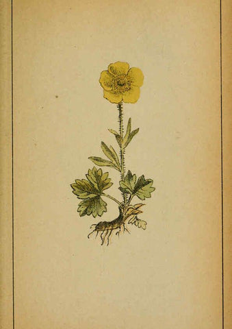 Reproducción/Reproduction 6032211902: Choix de plantes de l'Europe centrale et particulièrement de la Suisse et de la Savoie Genève,F. Richard,1878