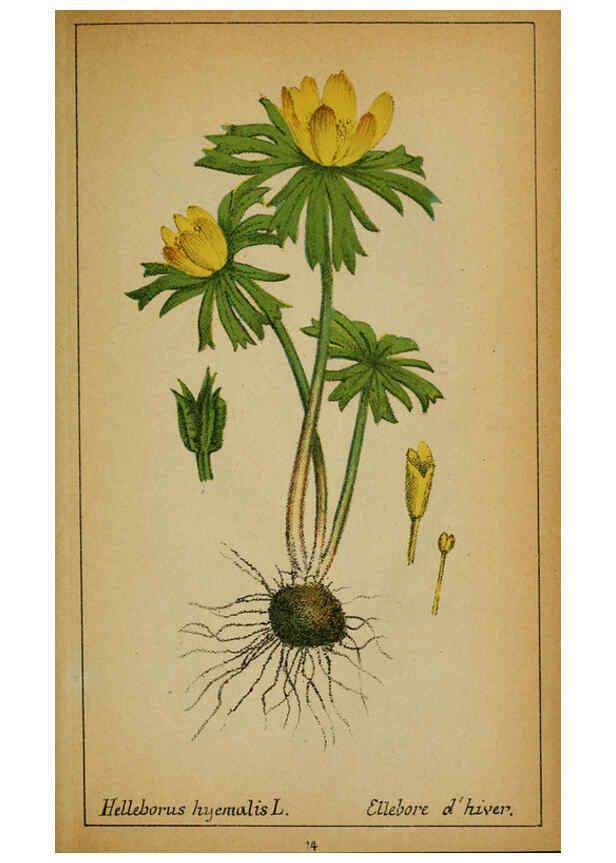 Reproducción/Reproduction 6032212124: Choix de plantes de l'Europe centrale et particulièrement de la Suisse et de la Savoie Genève,F. Richard,1878