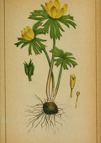 Reproducción/Reproduction 6032212124: Choix de plantes de l'Europe centrale et particulièrement de la Suisse et de la Savoie Genève,F. Richard,1878