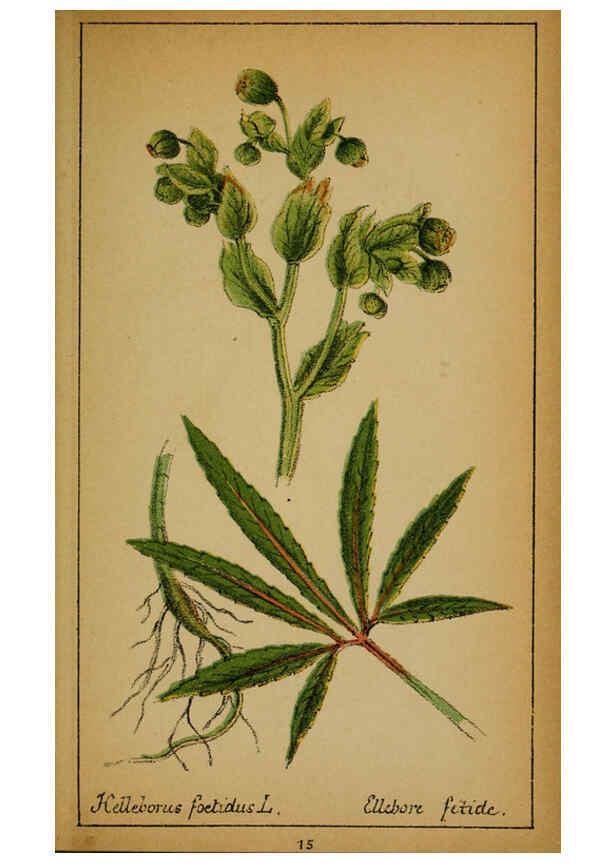 Reproducción/Reproduction 6031654221: Choix de plantes de l'Europe centrale et particulièrement de la Suisse et de la Savoie Genève,F. Richard,1878
