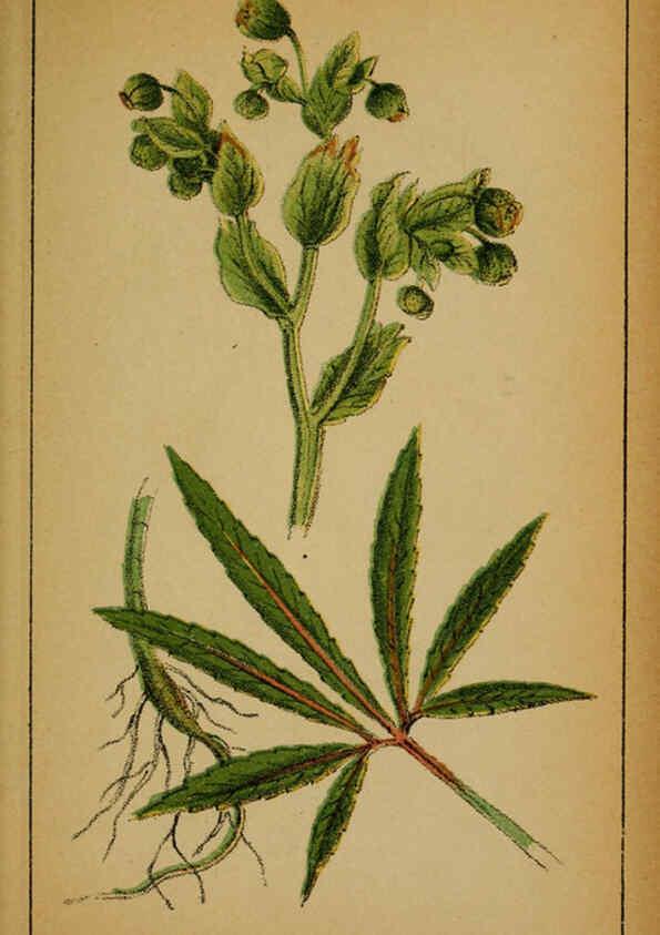 Reproducción/Reproduction 6031654221: Choix de plantes de l'Europe centrale et particulièrement de la Suisse et de la Savoie Genève,F. Richard,1878