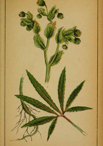 Reproducción/Reproduction 6031654221: Choix de plantes de l'Europe centrale et particulièrement de la Suisse et de la Savoie Genève,F. Richard,1878
