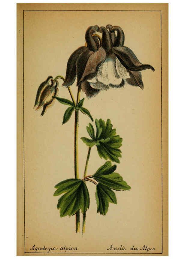 Reproducción/Reproduction 6031654413: Choix de plantes de l'Europe centrale et particulièrement de la Suisse et de la Savoie Genève,F. Richard,1878