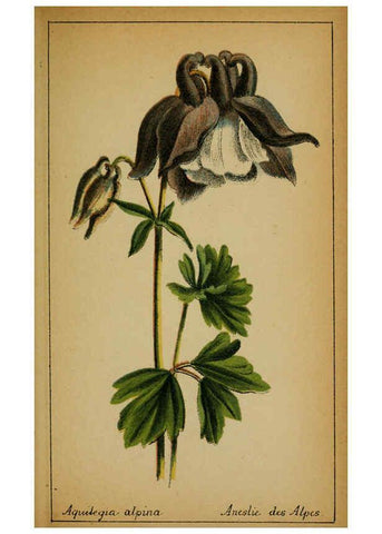 Reproducción/Reproduction 6031654413: Choix de plantes de l'Europe centrale et particulièrement de la Suisse et de la Savoie Genève,F. Richard,1878