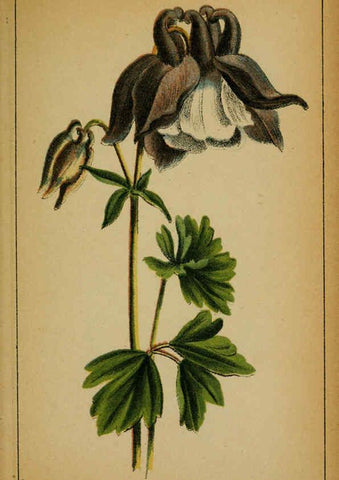 Reproducción/Reproduction 6031654413: Choix de plantes de l'Europe centrale et particulièrement de la Suisse et de la Savoie Genève,F. Richard,1878