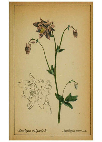 Reproducción/Reproduction 6031654649: Choix de plantes de l'Europe centrale et particulièrement de la Suisse et de la Savoie Genève,F. Richard,1878