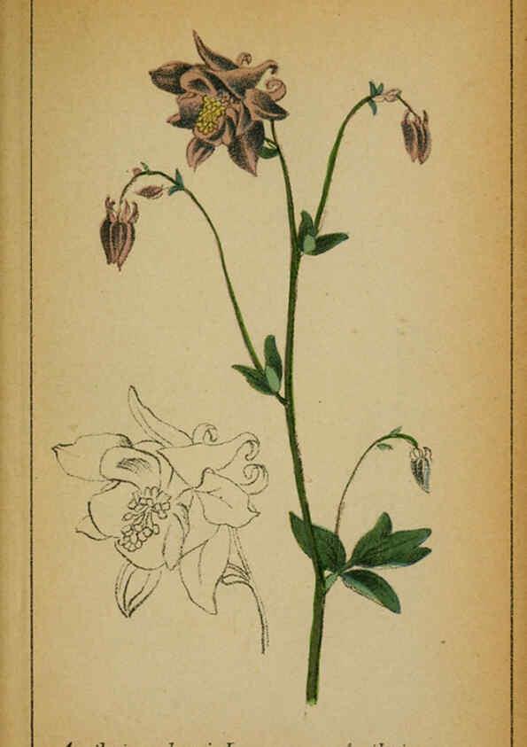 Reproducción/Reproduction 6031654649: Choix de plantes de l'Europe centrale et particulièrement de la Suisse et de la Savoie Genève,F. Richard,1878