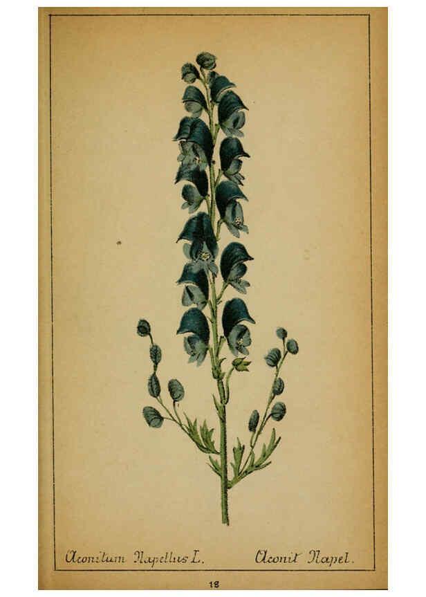 Reproducción/Reproduction 6031654845: Choix de plantes de l'Europe centrale et particulièrement de la Suisse et de la Savoie Genève,F. Richard,1878