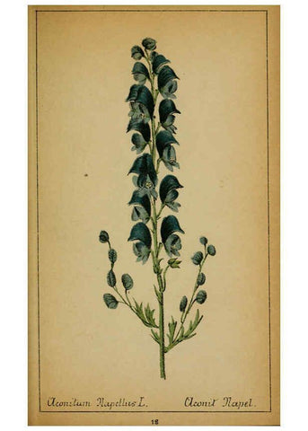 Reproducción/Reproduction 6031654845: Choix de plantes de l'Europe centrale et particulièrement de la Suisse et de la Savoie Genève,F. Richard,1878