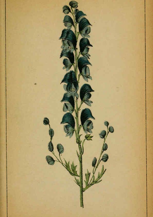 Reproducción/Reproduction 6031654845: Choix de plantes de l'Europe centrale et particulièrement de la Suisse et de la Savoie Genève,F. Richard,1878
