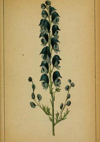 Reproducción/Reproduction 6031654845: Choix de plantes de l'Europe centrale et particulièrement de la Suisse et de la Savoie Genève,F. Richard,1878