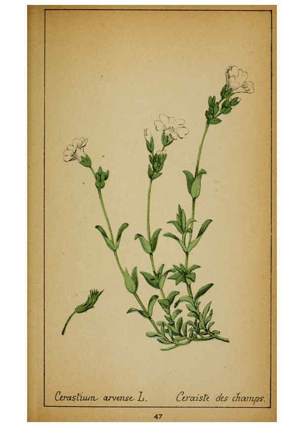 Reproducción/Reproduction 6031660759: Choix de plantes de l'Europe centrale et particulièrement de la Suisse et de la Savoie Genève,F. Richard,1878