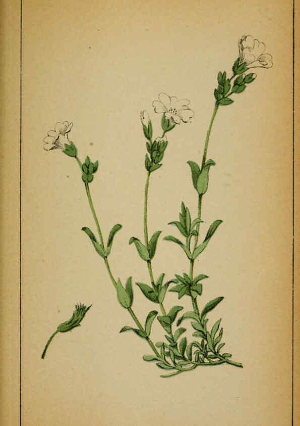 Reproducción/Reproduction 6031660759: Choix de plantes de l'Europe centrale et particulièrement de la Suisse et de la Savoie Genève,F. Richard,1878