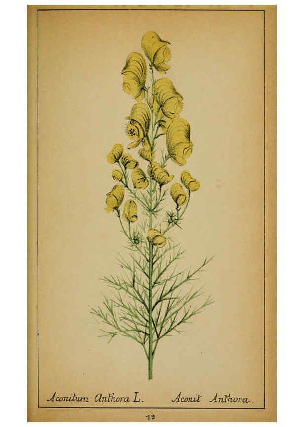 Reproducción/Reproduction 6032213298: Choix de plantes de l'Europe centrale et particulièrement de la Suisse et de la Savoie Genève,F. Richard,1878