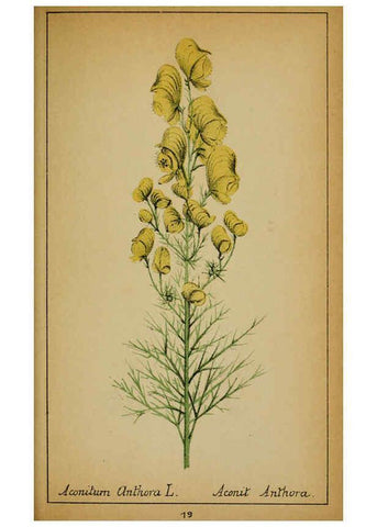 Reproducción/Reproduction 6032213298: Choix de plantes de l'Europe centrale et particulièrement de la Suisse et de la Savoie Genève,F. Richard,1878