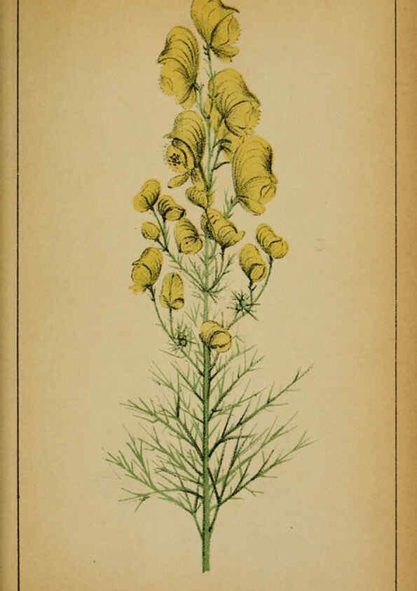 Reproducción/Reproduction 6032213298: Choix de plantes de l'Europe centrale et particulièrement de la Suisse et de la Savoie Genève,F. Richard,1878
