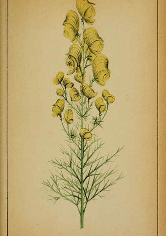 Reproducción/Reproduction 6032213298: Choix de plantes de l'Europe centrale et particulièrement de la Suisse et de la Savoie Genève,F. Richard,1878