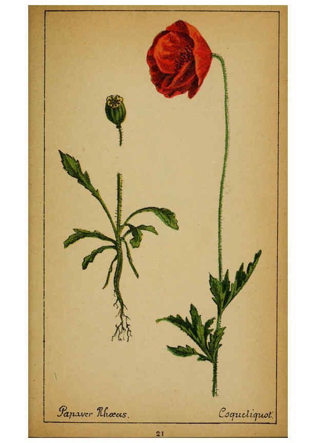 Reproducción/Reproduction 6032213666: Choix de plantes de l'Europe centrale et particulièrement de la Suisse et de la Savoie Genève,F. Richard,1878