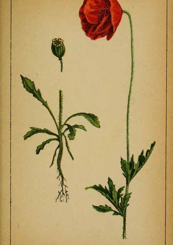 Reproducción/Reproduction 6032213666: Choix de plantes de l'Europe centrale et particulièrement de la Suisse et de la Savoie Genève,F. Richard,1878