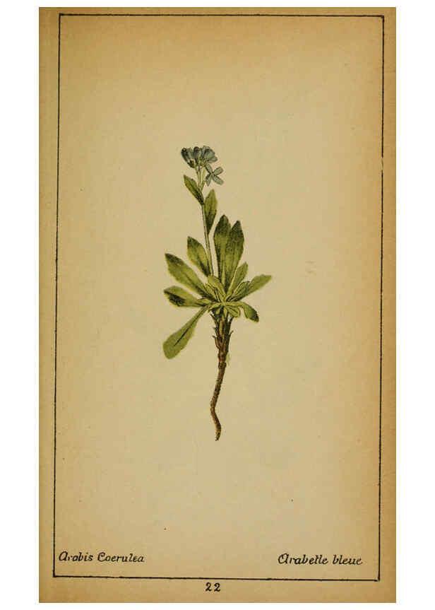 Reproducción/Reproduction 6031655683: Choix de plantes de l'Europe centrale et particulièrement de la Suisse et de la Savoie Genève,F. Richard,1878