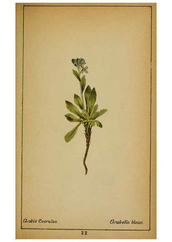 Reproducción/Reproduction 6031655683: Choix de plantes de l'Europe centrale et particulièrement de la Suisse et de la Savoie Genève,F. Richard,1878