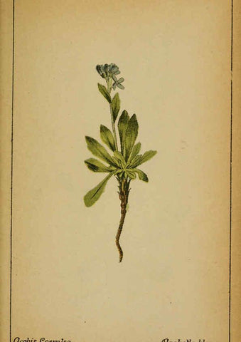 Reproducción/Reproduction 6031655683: Choix de plantes de l'Europe centrale et particulièrement de la Suisse et de la Savoie Genève,F. Richard,1878