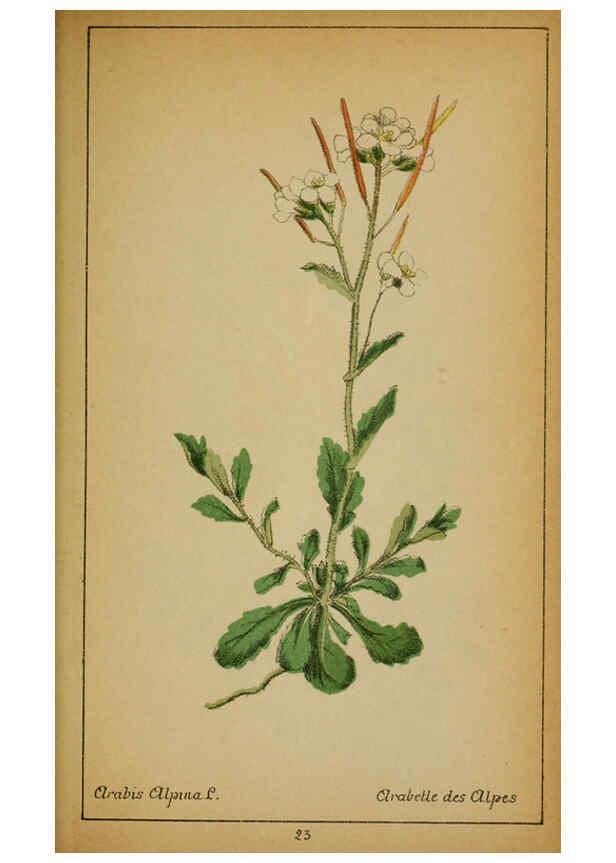 Reproducción/Reproduction 6031655911: Choix de plantes de l'Europe centrale et particulièrement de la Suisse et de la Savoie Genève,F. Richard,1878