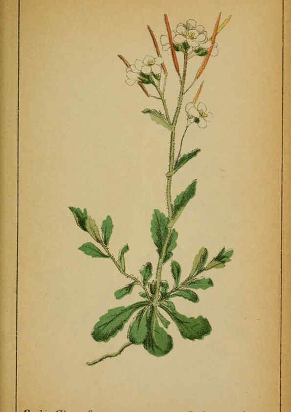 Reproducción/Reproduction 6031655911: Choix de plantes de l'Europe centrale et particulièrement de la Suisse et de la Savoie Genève,F. Richard,1878