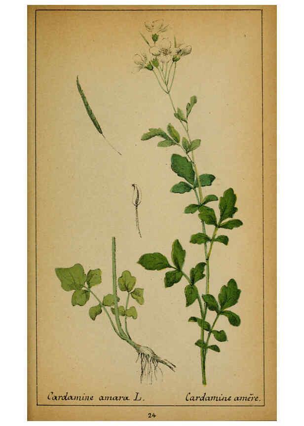 Reproducción/Reproduction 6032214268: Choix de plantes de l'Europe centrale et particulièrement de la Suisse et de la Savoie Genève,F. Richard,1878