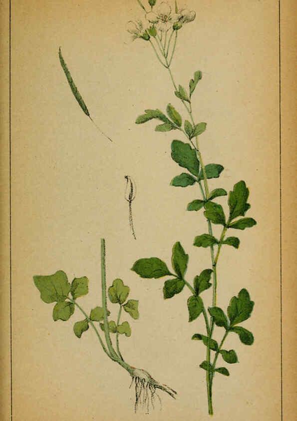 Reproducción/Reproduction 6032214268: Choix de plantes de l'Europe centrale et particulièrement de la Suisse et de la Savoie Genève,F. Richard,1878